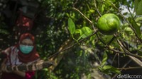 Tinggal di desa yang terkenal akan jamunya, ia juga turut menekuni dunia jamu.  