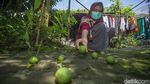 UMKM Jamu Tradisional Kini Bisa Beli Online Loh