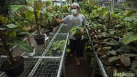 Lahan kosong seluas 3000 meter dimanfaatkan oleh Kelompok Tani Villa Meruya untuk menanam tanaman hias.  