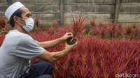 Sebanyak 7 karyawan mengelola ratusan jenis tanaman hingga penjualan.  