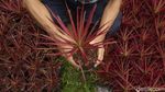 Penjualan Tanaman Hias Masih Menggiurkan