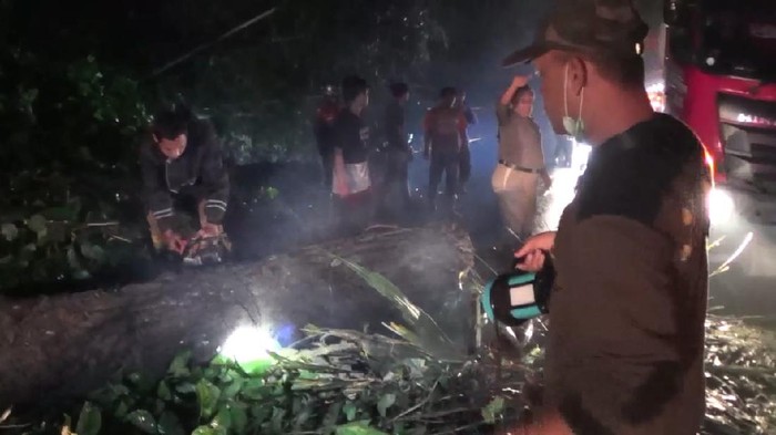 Pohon tumbang di Sumedang dievakuasi