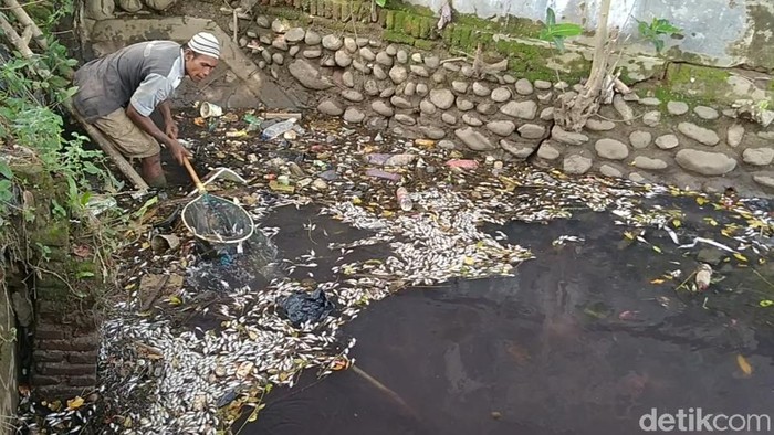 Ribuan ikan berbagai jenis di Saluran Sungai Sengkarang, Kabupaten Pekalongan, Senin (1/3/2021).