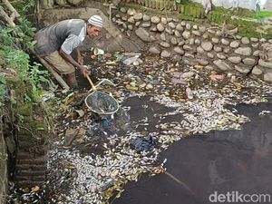 Ribuan Ikan di Sungai Sengkarang Pekalongan Mendadak Mati, Ada Apa?