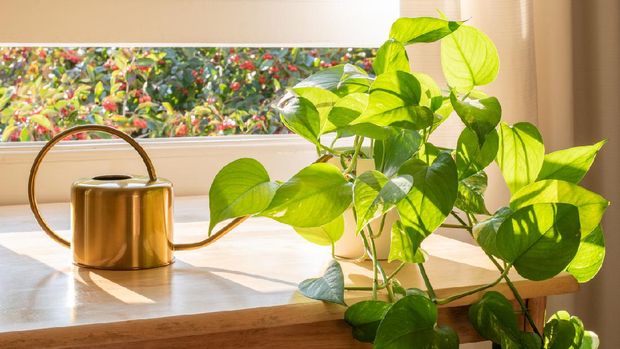 Indoor Golden pothos houseplant next to a watering can in a beautifully designed home interior. Foto: Getty Images/iStockphoto/Grumpy Cow Studios