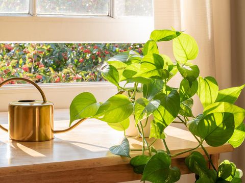 Indoor Golden pothos houseplant next to a watering can in a beautifully designed home interior.