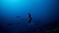 Nery adalah mantan juara dunia dalam olahraga freediving yang tak menggunakan alat selam dan hanya mengandalkan menahan napas.