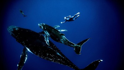 Potret Jagoan Freediving Beraksi dengan Anggun di Bawah Air