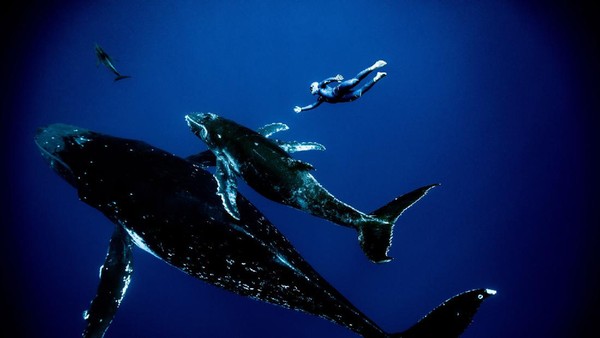 Potret Jagoan Freediving Beraksi dengan Anggun di Bawah Air