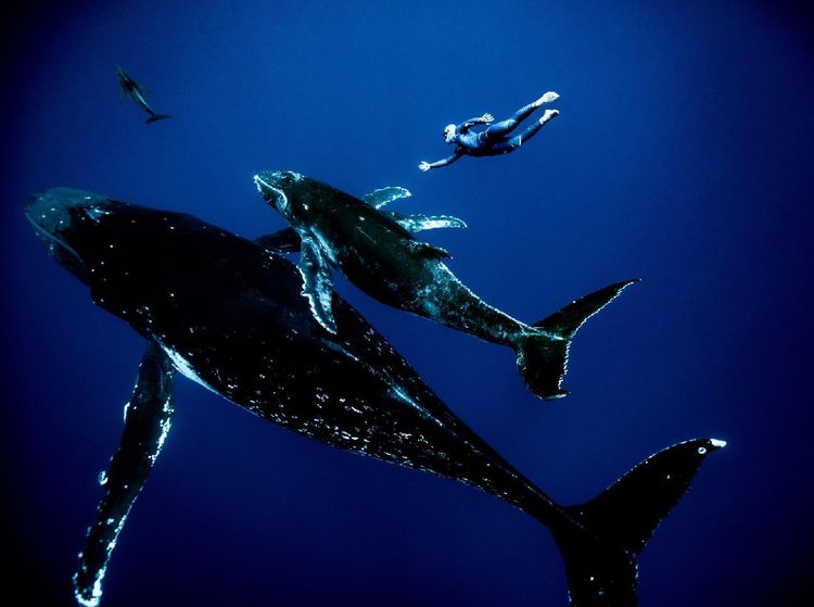 Potret Jagoan Freediving Beraksi dengan Anggun di Bawah Air