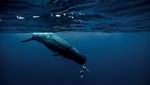 Potret Jagoan Freediving Beraksi dengan Anggun di Bawah Air