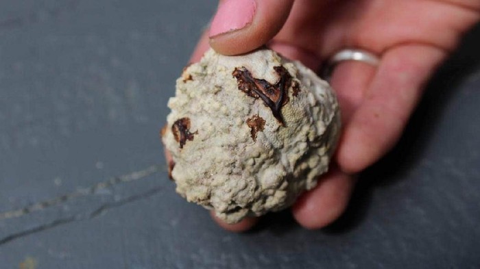 Batuan yang Dikira Ambergris