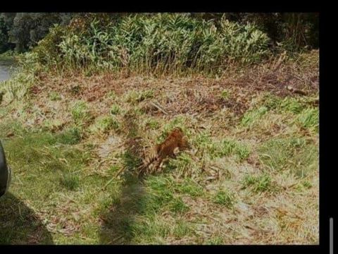 Helikopter TNU AU membantu proses lepasliar harimau Sumatera di Sumbar