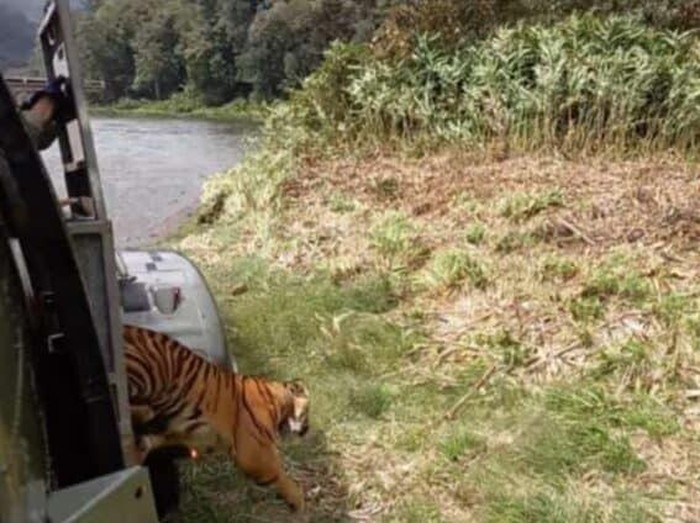 Helikopter TNU AU membantu proses lepasliar harimau Sumatera di Sumbar