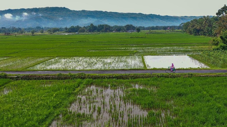 Kampung Jamu di Bantul Kampung Jamu di Bantul
