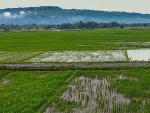 Rekomendasi 5 Desa Wisata di Bantul, Dijamin Tambah Ilmu dan Hiburan