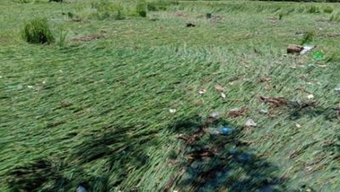 Lahan padi terdampak akibat banjir bandang di Dompu (Faruk/detikcom)