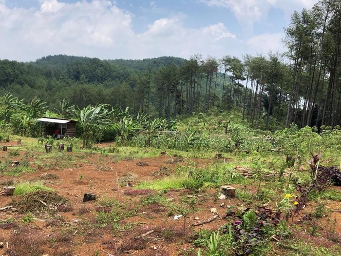 Lokasi hilangnya Kasilun di hutan pinus Banyumas, Selasa (2/3/2021).