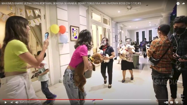 Maximus sendiri merupakan anjing ras American Akita. Anjing tersebut kabarnya bisa berharga hingga miliaran rupiah.  Foto: Youtube/Trans TV Official