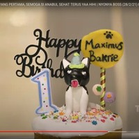 Pesta perayaan ulang tahun pertama anjing dari Nia Ramadhani itu dihias dengan dekorasi ulang tahun yang cukup meriah. Bahkan Nia juga telah menyiapkan kue ulang tahun khusus untuk anjingnya itu. Foto: Youtube/Trans TV Official