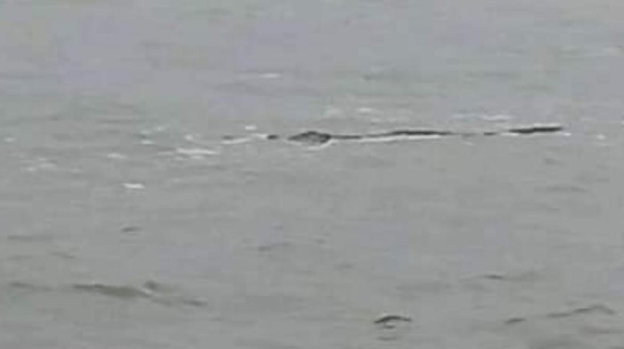 Penampakan diduga buaya di Pantai Jayanti Cianjur