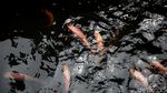 Penampakan Saluran Air di Koja yang Disulap Jadi Kolam Ikan
