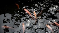 Ada beragam ikan tawar yang menghiasi kolam ikan tersebut.