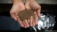 Warga rutin memberikan makanan kepada ikan-ikan yang dipelihara di kolam ikan tersebut.
