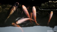 Penampakan sejumlah ikan yang dipelihara warga di saluran air yang berada di Jalan Lorong 103, Koja, Jakarta Utara.
