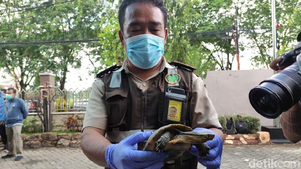 penyelundupan burung dan kura-kura