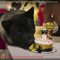 Sesaat setelahnya, Maxie langsung terlihat memakan kue ulang tahun miliknya. Sementara yang lainnya terlihat asik menyanyikan lagu selamat ulang tahun. Foto: dok. tangkapan layar Youtube/Trans TV Official