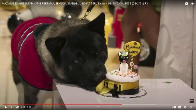 Sesaat setelahnya, Maxie langsung terlihat memakan kue ulang tahun miliknya. Sementara yang lainnya terlihat asik menyanyikan lagu selamat ulang tahun. Foto: dok. tangkapan layar Youtube/Trans TV Official