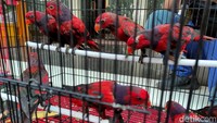 Penggagalan penyelundupan ratusan satwa ilegal tersebut berhasil dilakukan karena adanya kerjasama antara Karantina Pertanian Surabaya wilayah kerja Tanjung Perak bersama Reskrim Polres Pelabuhan Tanjung Perak. Suparno Nodhor/Detikcom.