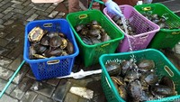 Diketahui, penggagalan penyelundupan ratusan satwa ilegal itu bermula dari informasi masyarakat yang ditindaklanjuti dengan menyisir setiap sudut kapal termasuk semua alat angkut berupa truk diperiksa pejabat karantina dan petugas kepolisian. Akhirnya ditemukan ratusan burung dan kura-kura dalam truk di kapal KM. Dharma Rucitra dari Makassar. Suparno Nodhor/Detikcom.