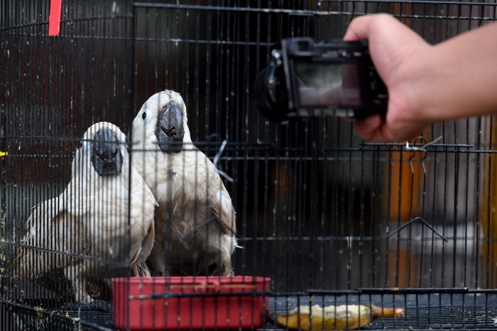 Ratusan satwa ilegal diamankan dari upaya penyelundupan di Surabaya, Jawa Timur. Satwa yang diamankan di antaranya 633 burung dan kura-kura asal Makassar.