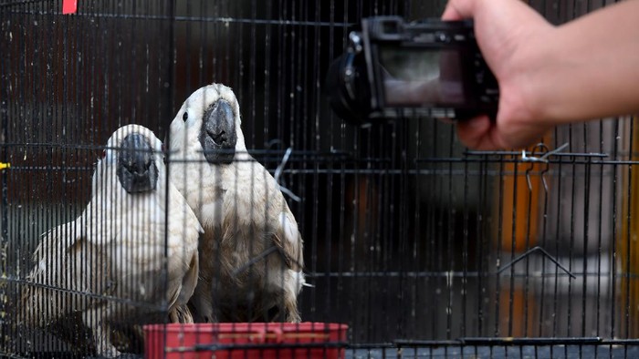 Ratusan satwa ilegal diamankan dari upaya penyelundupan di Surabaya, Jawa Timur. Satwa yang diamankan di antaranya 633 burung dan kura-kura asal Makassar.