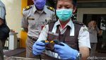 Ratusan Satwa Ilegal Diamankan dari Upaya Penyelundupan