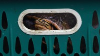 Kementerian Pertanian melalui Karantina Pertanian Surabaya berhasil menggagalkan pemasukan 633 burung dan kura-kura asal Makassar pada Rabu (24/2) lalu. ANTARA FOTO/Zabur Karuru.