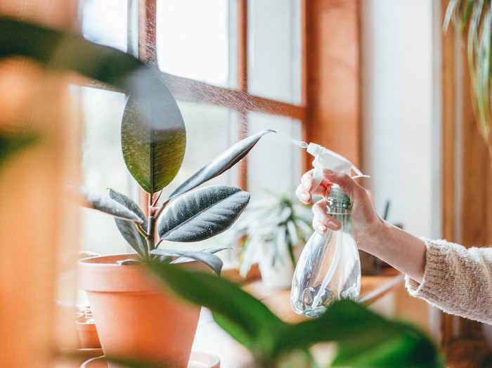 Tanaman hias Close up of womans hand spraying water on houseplants