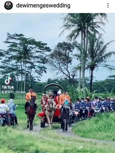 Viral Pengantin Naik Kereta Kuda Viral Pengantin Naik Kereta Kuda Melintasi Persawahan di Magelang