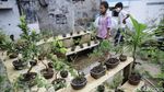 Warga Kampung Bali Berkreasi Positif lewat Tanaman Bonsai