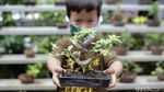 Warga Kampung Bali Berkreasi Positif lewat Tanaman Bonsai