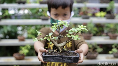 Warga Kampung Bali Berkreasi Positif lewat Tanaman Bonsai