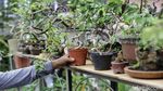 Warga Kampung Bali Berkreasi Positif lewat Tanaman Bonsai