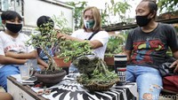 Beberapa jenis bonsai yang dijual ditempat ini adalah anting putri, beringin, asem, sancang, serut.  