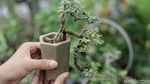 Warga Kampung Bali Berkreasi Positif lewat Tanaman Bonsai
