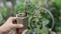 Tanaman bonsai yang dijual pun dibanderol dengan harga Rp 75 ribu.  