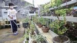 Warga Kampung Bali Berkreasi Positif lewat Tanaman Bonsai