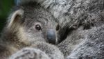 Gemas! Kebun Binatang di Australia Punya Bayi Koala Baru