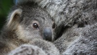 Bayi koala berjenis Joey yang diberi nama Humphrey ini baru berusia delapan bulan.  